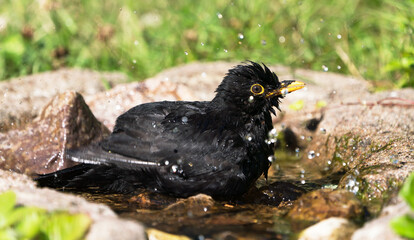 Common eurasian blackbird male bathing in a natural looking birdbath facing right