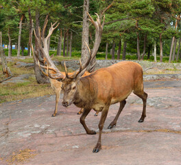 Naklejka na ściany i meble Red deer (Cervus elaphus) with luxurious antlers