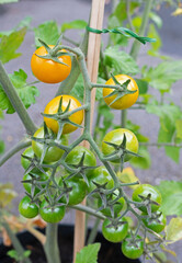 Sun Gold tomatoes on the vine