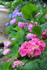 色鮮やかなピンク色のアジサイ（高知県　のいちあじさい街道）