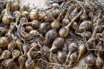 Heap of freshly harvested onion bulbs. Crop of onion, gardening concept.