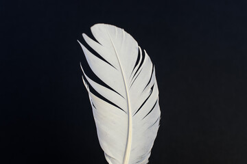 white feather centered on a black background