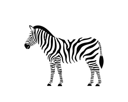 Zebra Images – Browse 334,301 Stock Photos, Vectors, and Video | Adobe Stock