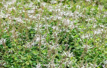 Background image of flowers and green leaves