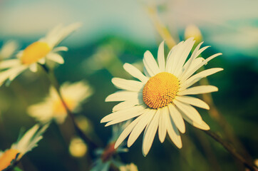 Obraz premium Wild camomile flowers