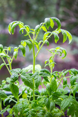 Small green young growths of tomatoes at home