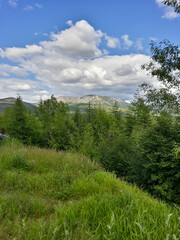 forest in the mountains
