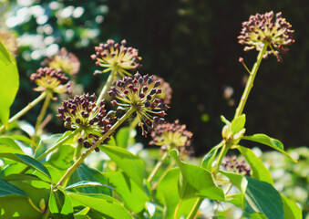 Green leaves and fruits, ivy seeds outdoor in the sunshine. Close-up on a natural background.