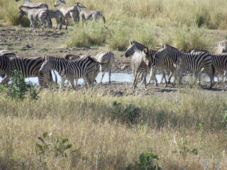 Fototapeta na wymiar zebras at a waterhole