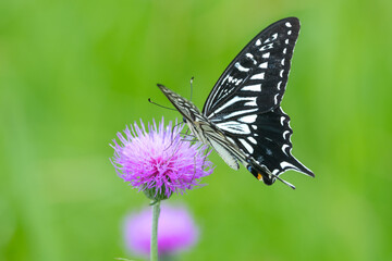 Fototapeta na wymiar Japanese Swallowtail butterfly