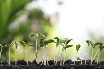 Green small Pumpkins sprout growing
