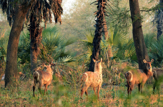 Ellipsen-Wasserb&ouml;cke im Gorongosa Nationalpark in Mosambik