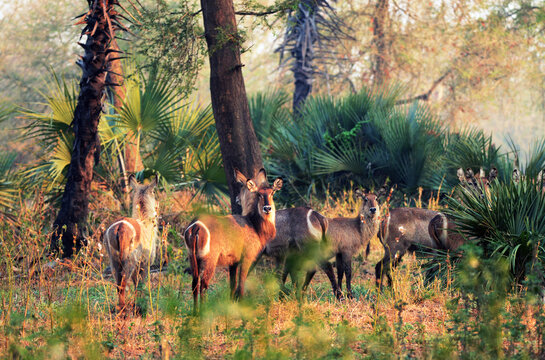 Ellipsen-Wasserb&ouml;cke im Gorongosa Nationalpark in Mosambik