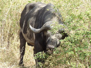 Obraz premium buffalo