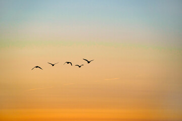 Fototapeta na wymiar birds on sunset