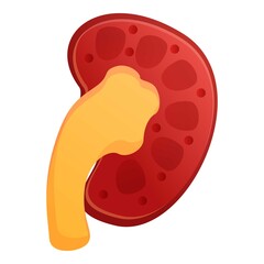 Section kidney icon. Cartoon of section kidney vector icon for web design isolated on white background