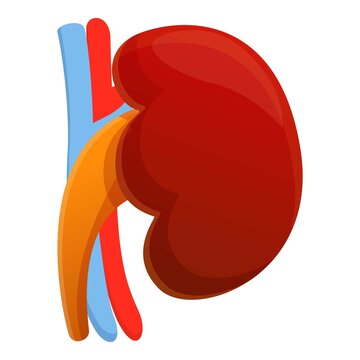 Body kidney icon. Cartoon of body kidney vector icon for web design isolated on white background