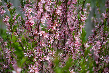 Obraz premium Beautiful tree branches with pink flowers: almond steppe or Sakura, beautiful spring background color with space for text