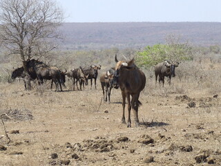 red hartebeest