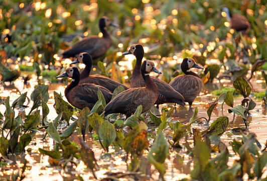 Witwenpfeifgans  im Gorongosa Nationalpark in Mosambik