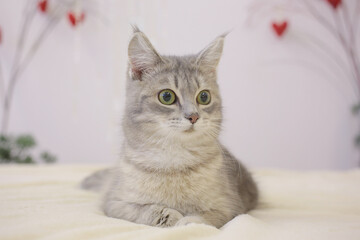 A funny grey cat with big green eyes is lying on a sofa in the waiting room of a veterinary clinic: a healthy pet. Space for text