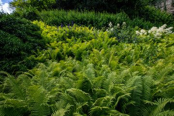 Farn im Park von Überlingen Bodensee