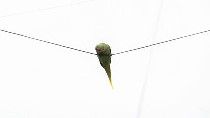 Wild Parrot sitting on high wire upside down