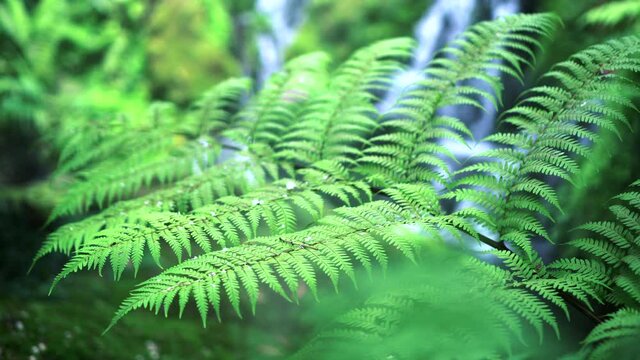 Fern forest tropical jungle close-up green lush waterfall background