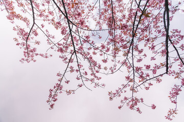 image Shadow, beautiful cherry blossom, Prunus cerasoides in Thailand, bright pink flowers of Sakura on the high mountains of Chiang Mai. The beautiful scenery of the blossoming cherry blossoms