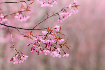 Choose soft focus, beautiful cherry blossom, Prunus cerasoides in Thailand, bright pink flowers of Sakura on the high mountains of Chiang Mai. The beautiful scenery of the blossoming cherry blossoms