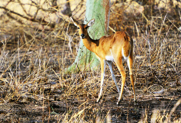 Antilopen im Gorongosa Nationalpark in Mosambik 
