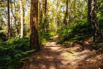 Obraz premium Waldweg in Deutschland