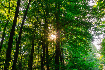 Fototapeta na wymiar Abdendlicher Sonnenstern im Wald