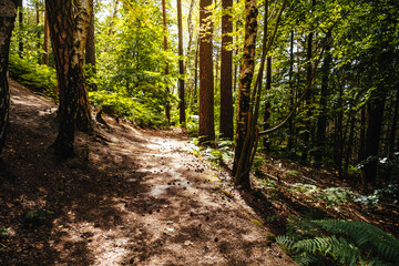Obraz premium Waldweg in Deutschland