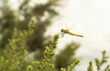 libélula
