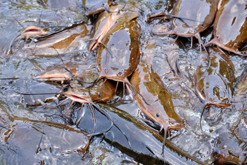 a group of catfishes on the surface of the water