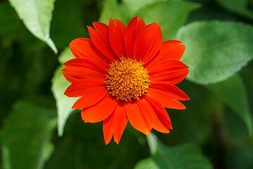 Red flowers blooming in the morning.