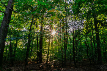 Fototapeta na wymiar Sonnenstern im Wald