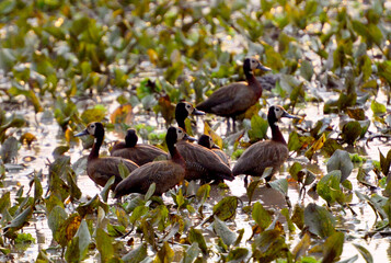 Witwenpfeifgans  im Gorongosa Nationalpark in Mosambik