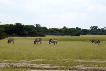 Equus quagga burchellii