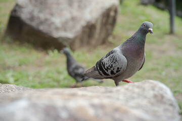 岩の上から餌をくれと寄ってきた鳩