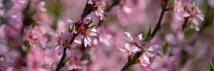 Beautiful tree branches with pink flowers: almond steppe or Sakura, beautiful spring background color with space for text. Banner