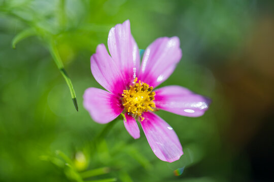 Purple flower close up - Image