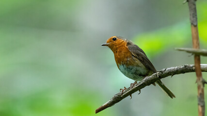 robin, bird, wild lebende tiere, natur, rot, ast, tier, baum, wild, garden, rotkehlchen