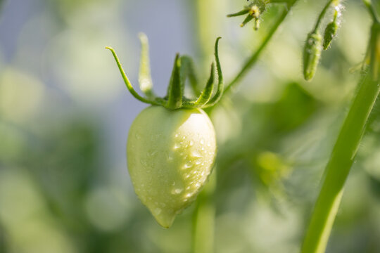 closeup group of green tomatoes growing in greenhouse/horizontal frame/blurry background - Image