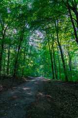 Obraz premium Waldweg im Sommer