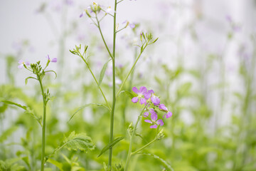 Close up colorful radish flower with green leaves in the spring - Image