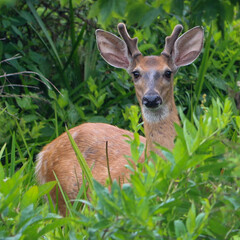 Young male deer peeking out from the trees