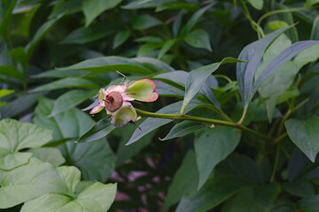 leftover from a faded peony