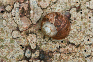 Weinbergschnecke auf dem Waldboden